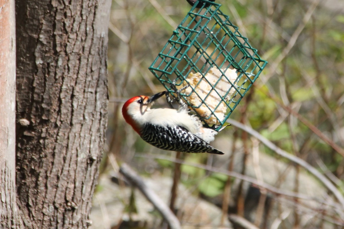 Red-bellied Woodpecker - ML618634811
