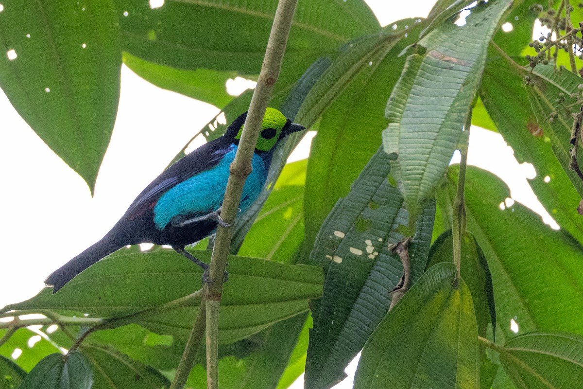 Paradise Tanager - ML618634823