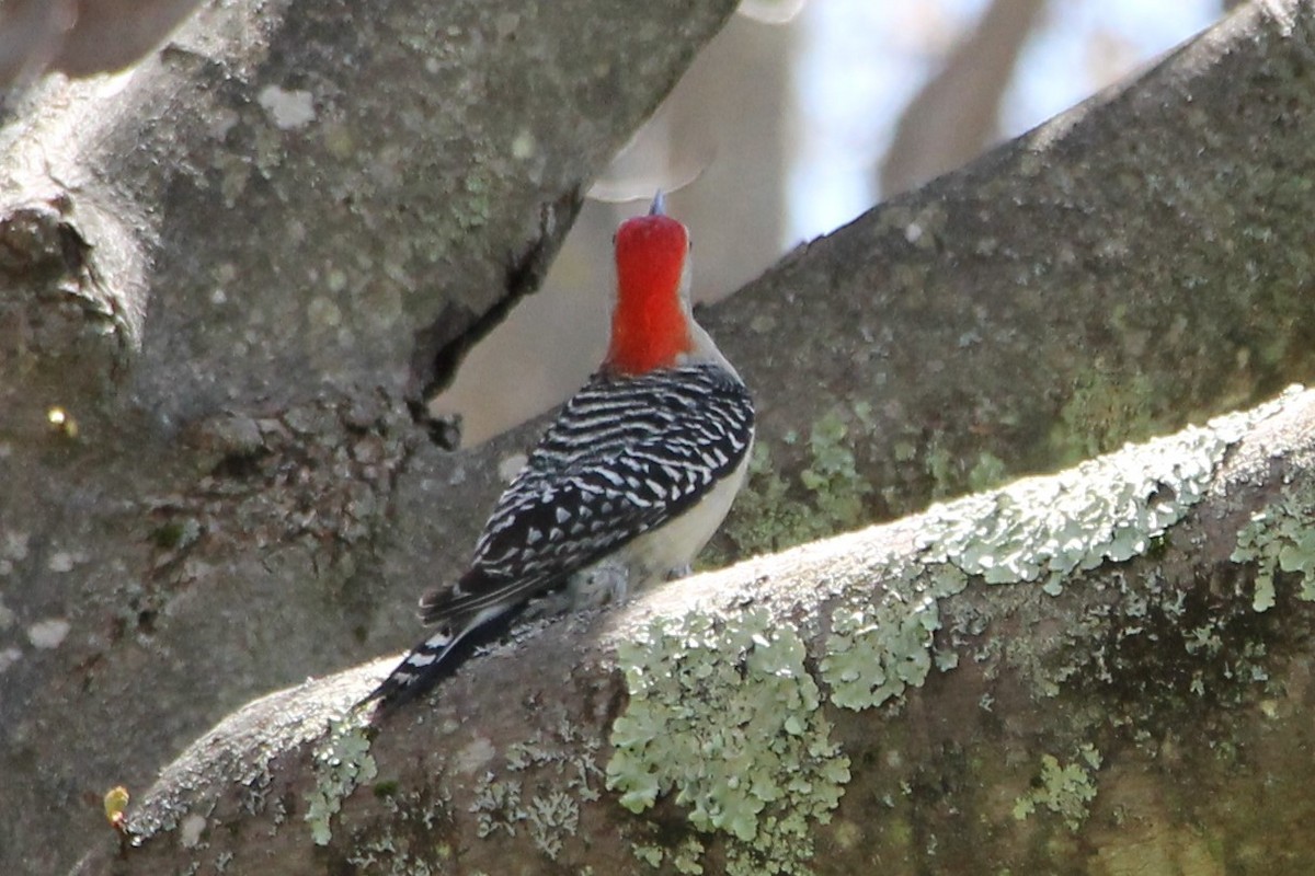 Red-bellied Woodpecker - ML618634825