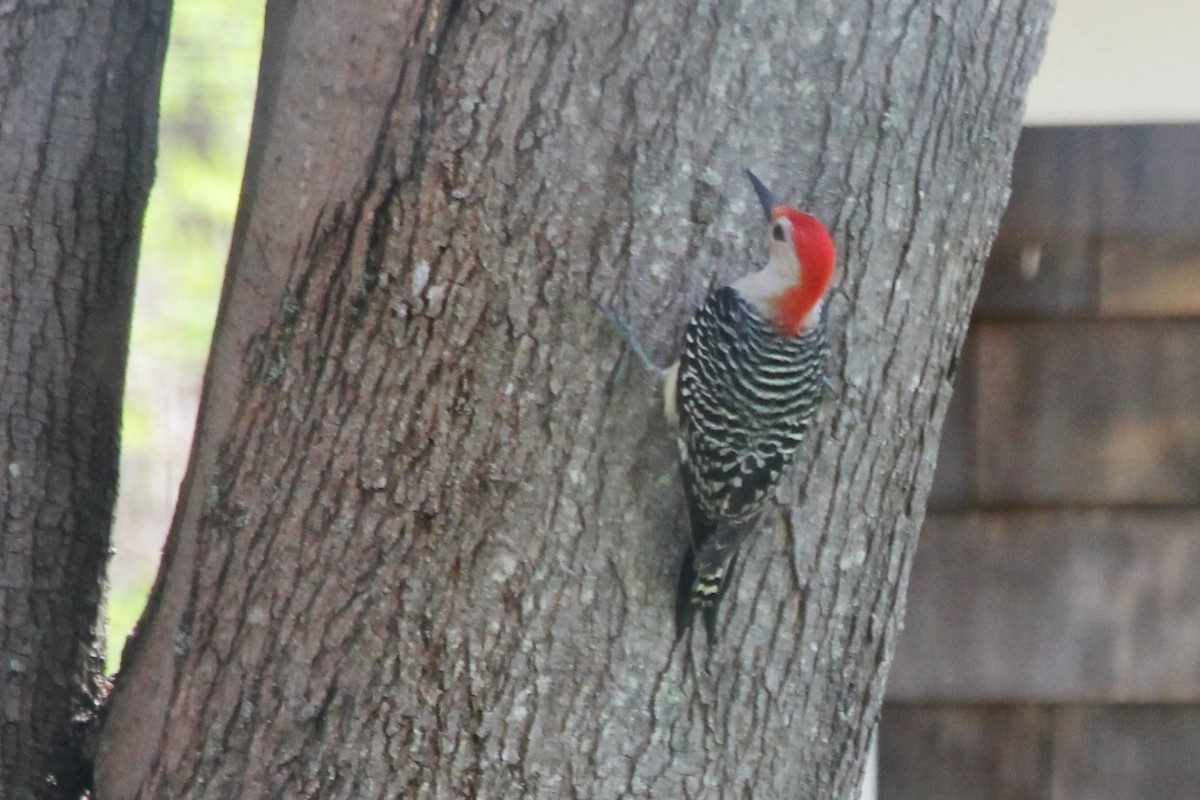 Red-bellied Woodpecker - Martha Huestis