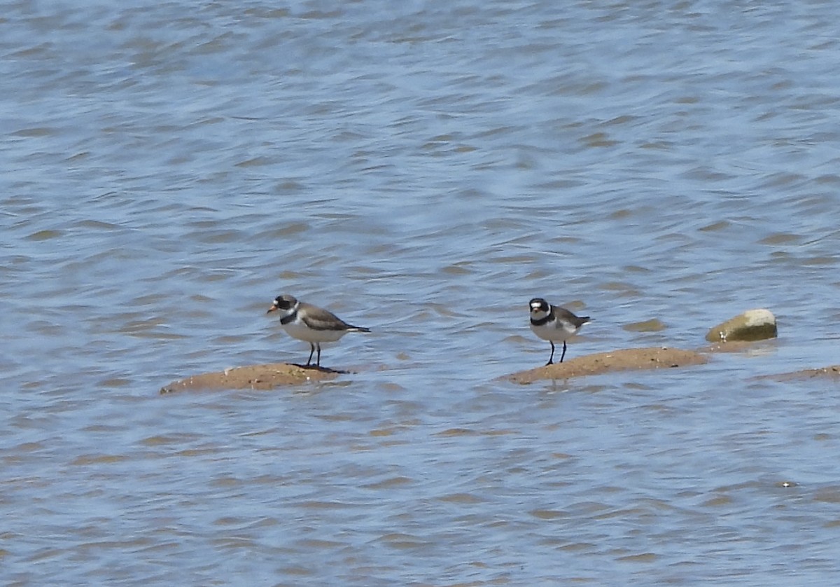 Semipalmated Plover - Steve Hosmer