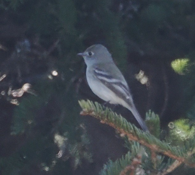 Least Flycatcher - ML618634952