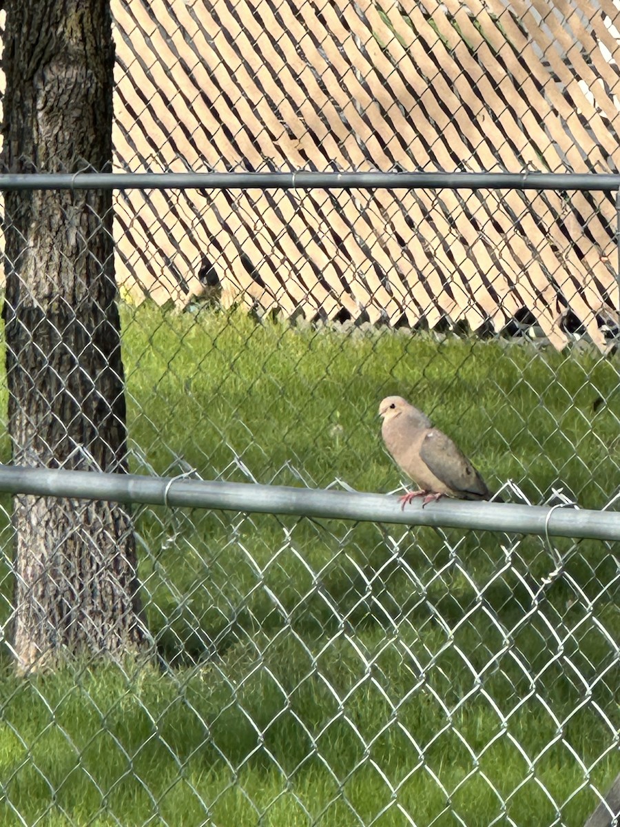 Mourning Dove - Michelle Barstad