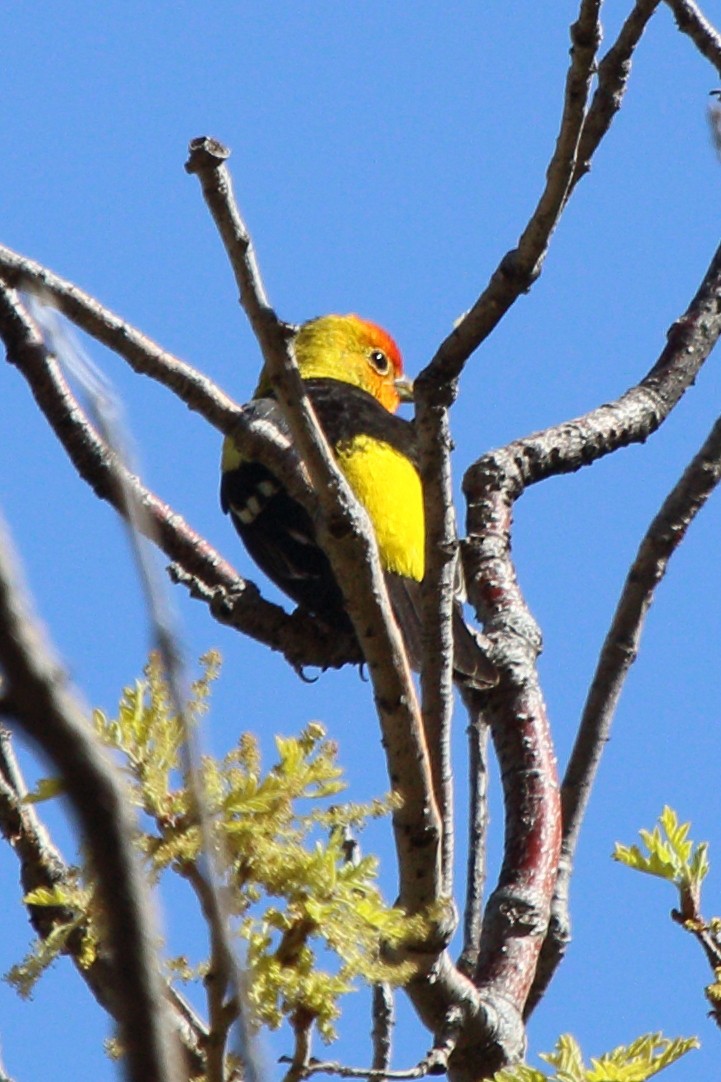 Western Tanager - ML618634985