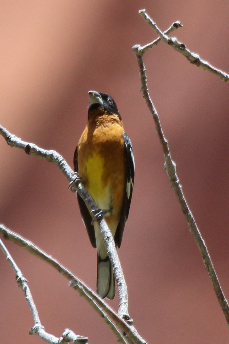 Black-headed Grosbeak - ML618634995