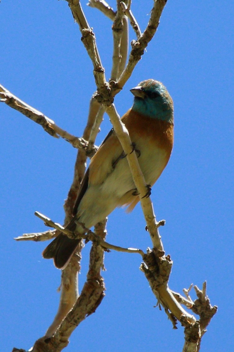 Lazuli Bunting - ML618635000