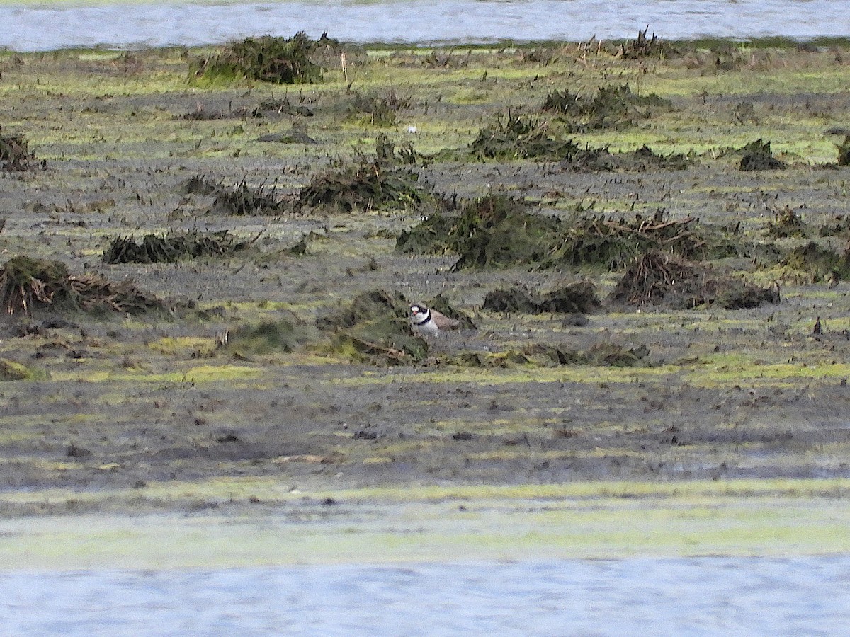 Semipalmated Plover - ML618635001