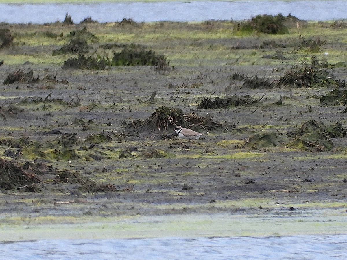 Semipalmated Plover - ML618635005