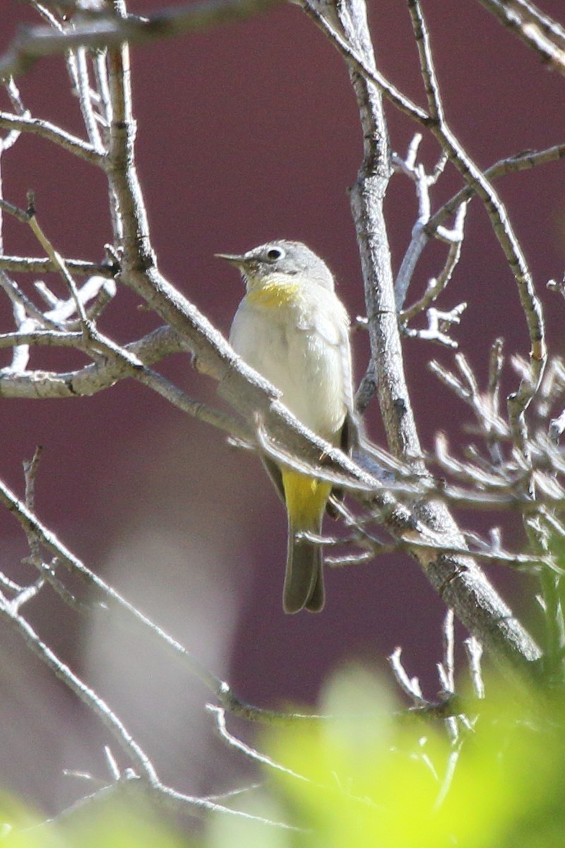 Virginia's Warbler - ML618635011