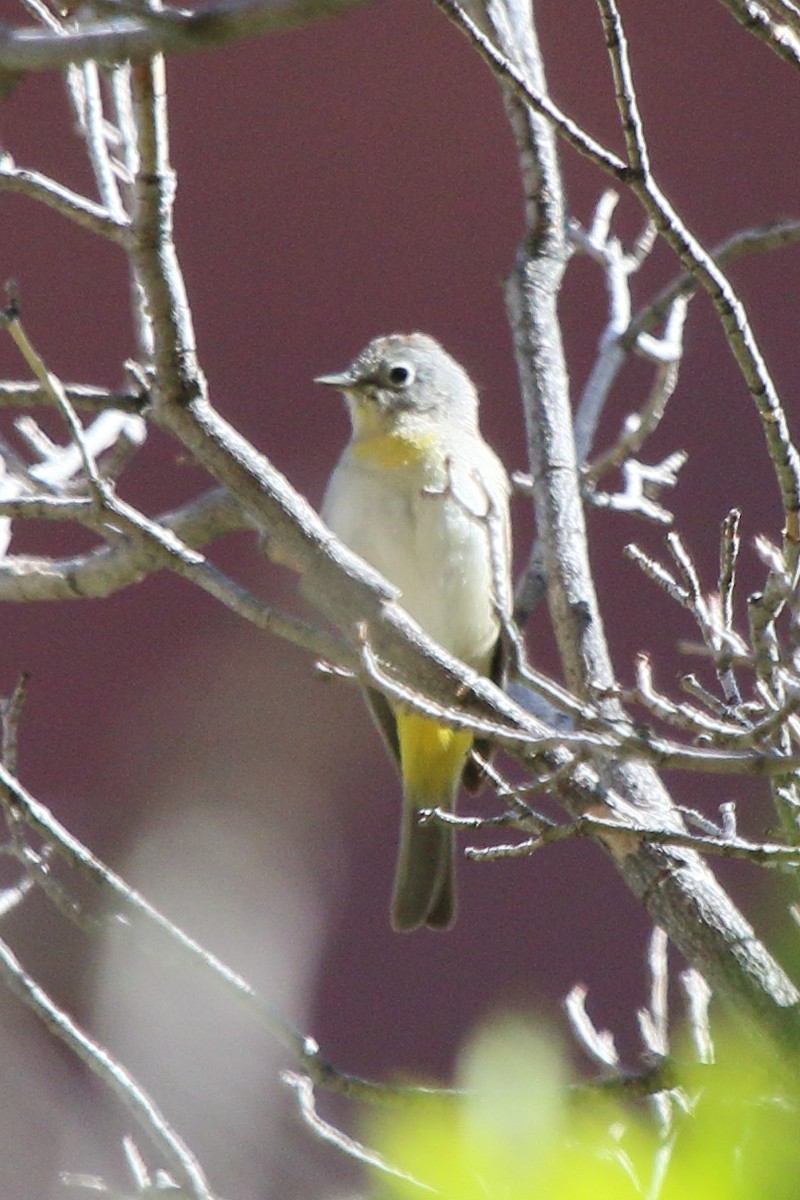 Virginia's Warbler - ML618635012