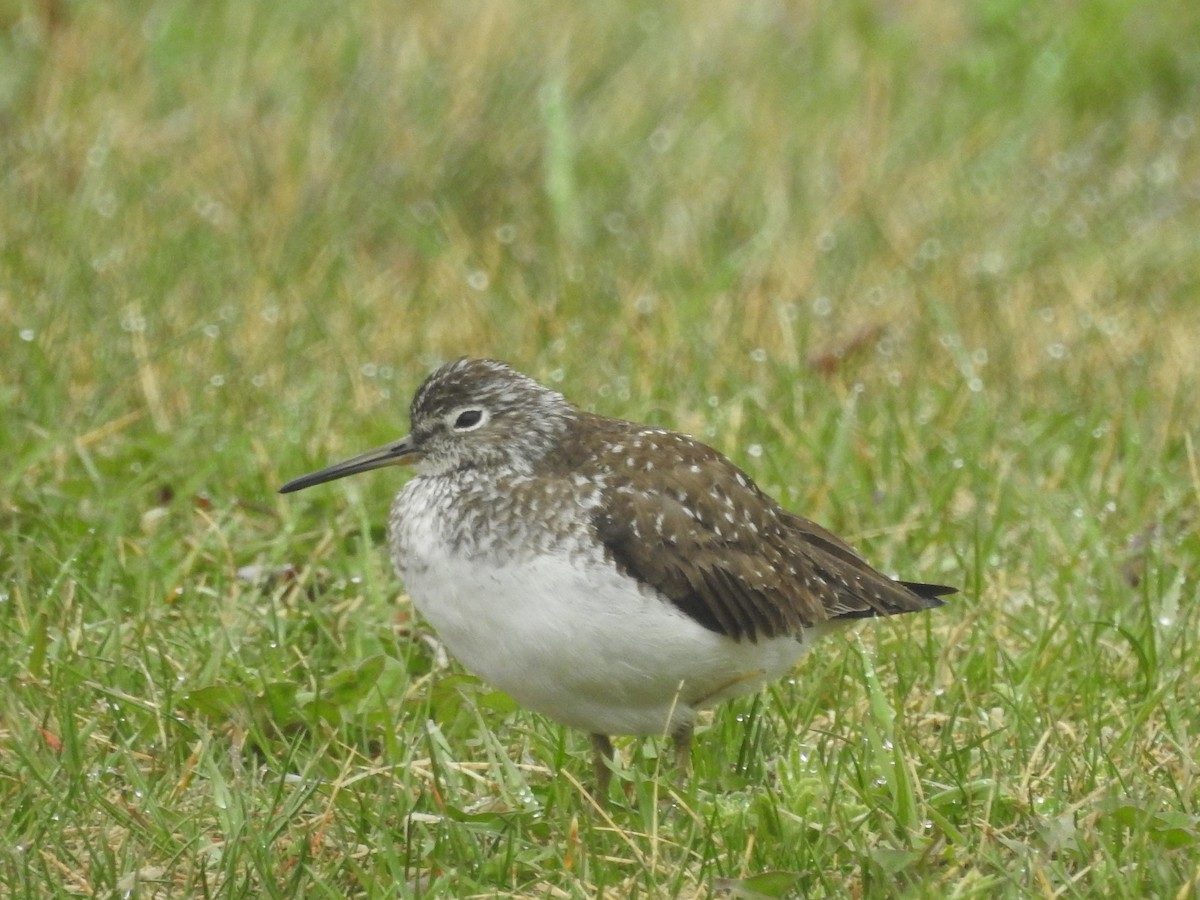 Solitary Sandpiper - ML618635014