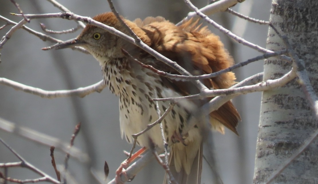 Brown Thrasher - ML618635025