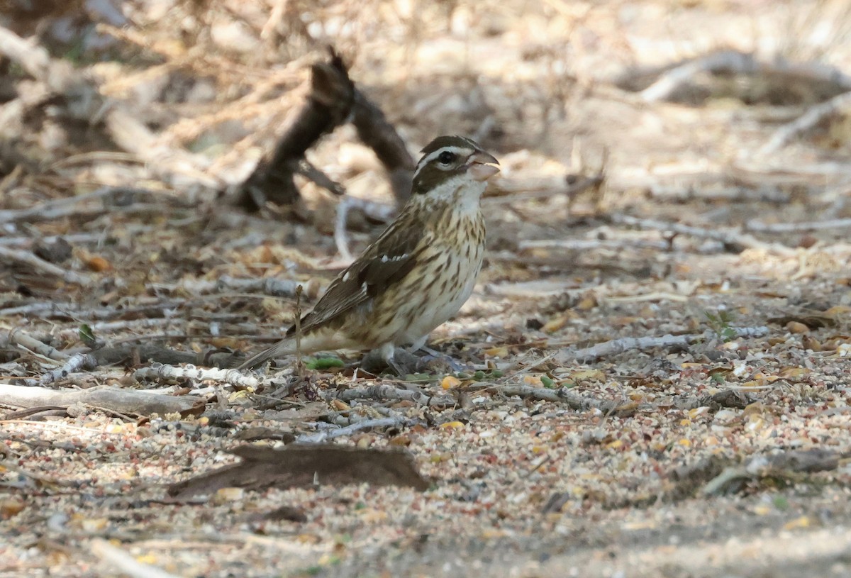 Rose-breasted Grosbeak - ML618635077