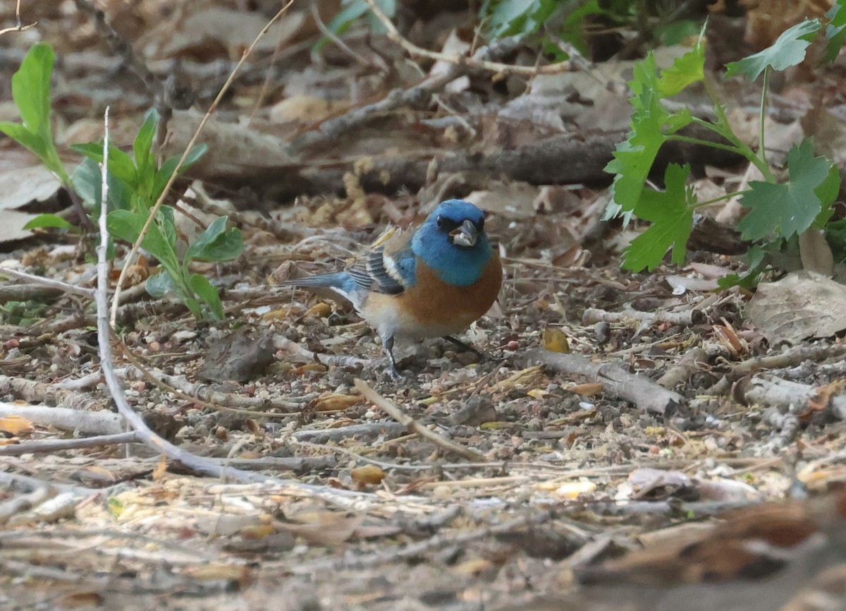 Lazuli Bunting - John Drummond