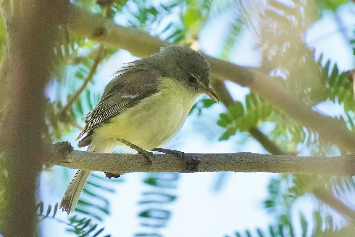 krattvireo - ML618635138