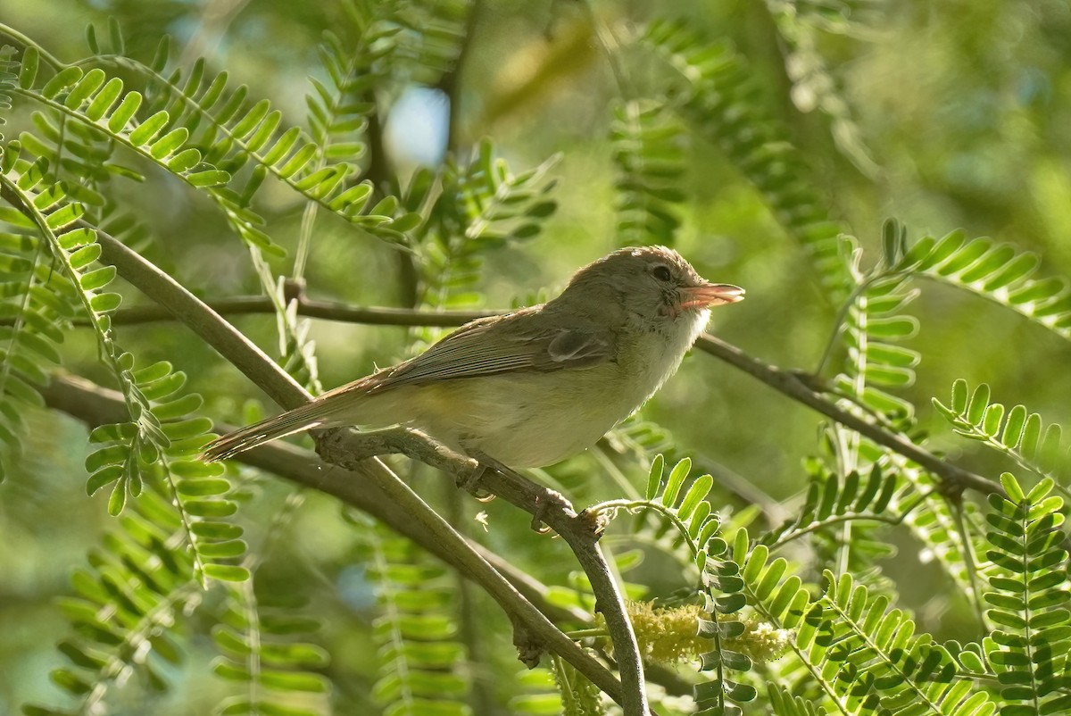 Bell's Vireo - Joanne Kimura