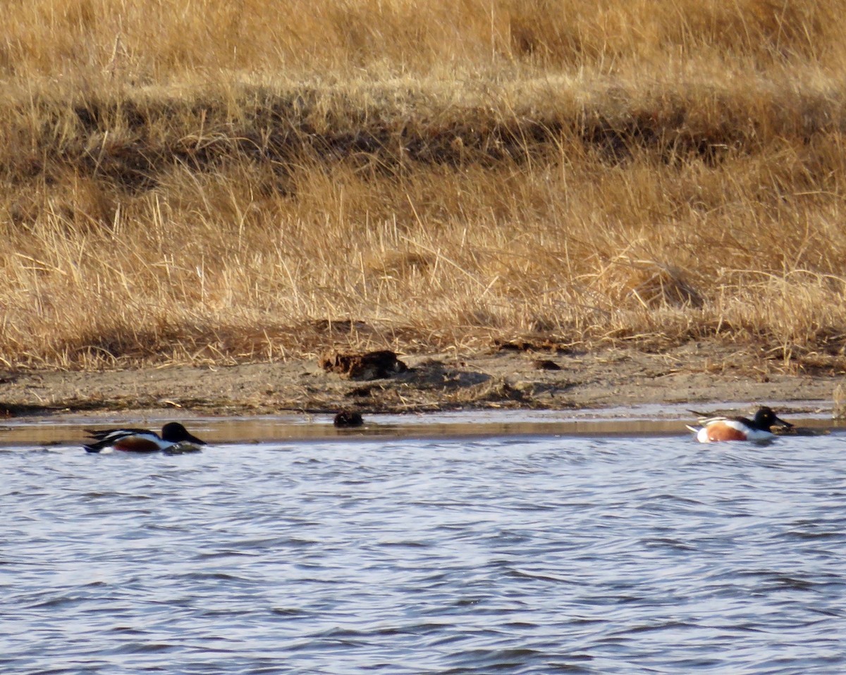 Northern Shoveler - ML618635168