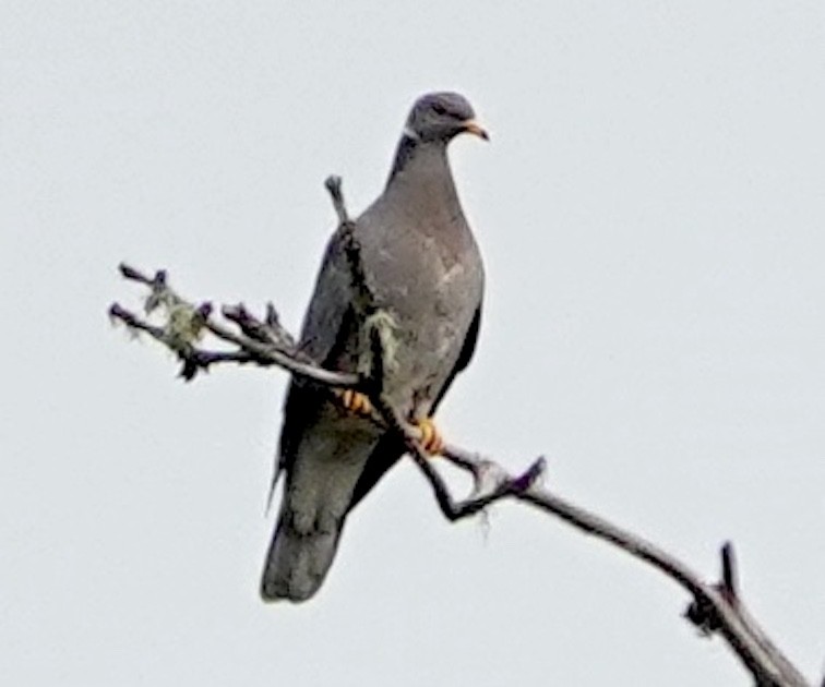 Band-tailed Pigeon - Jamie Simmons