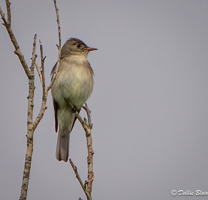 Eastern Wood-Pewee - Debbie Blair