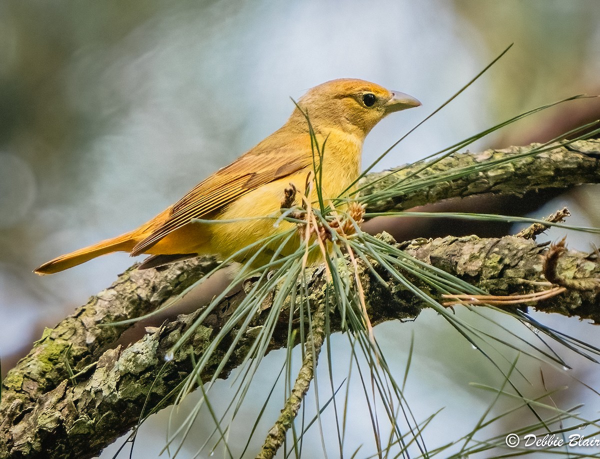 Summer Tanager - Debbie Blair