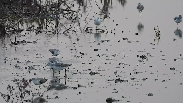 Nordmann's Greenshank - ML618635255