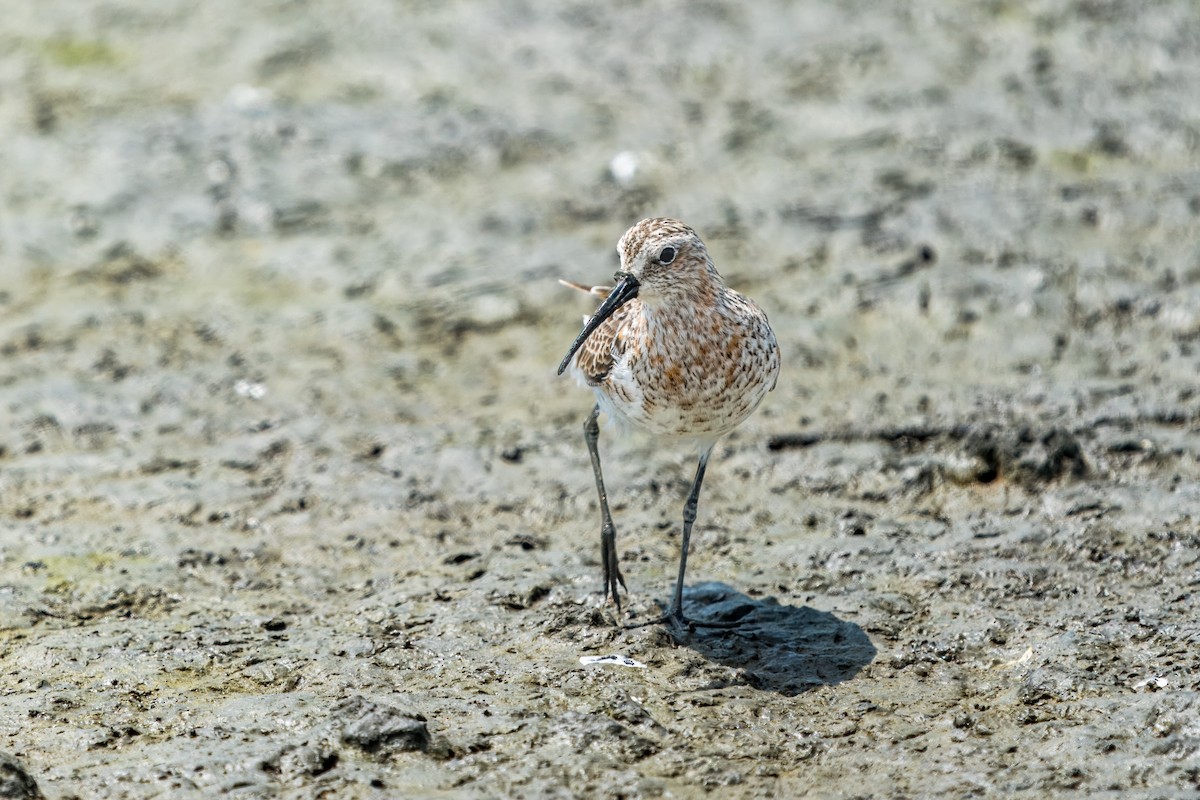 Curlew Sandpiper - ML618635266