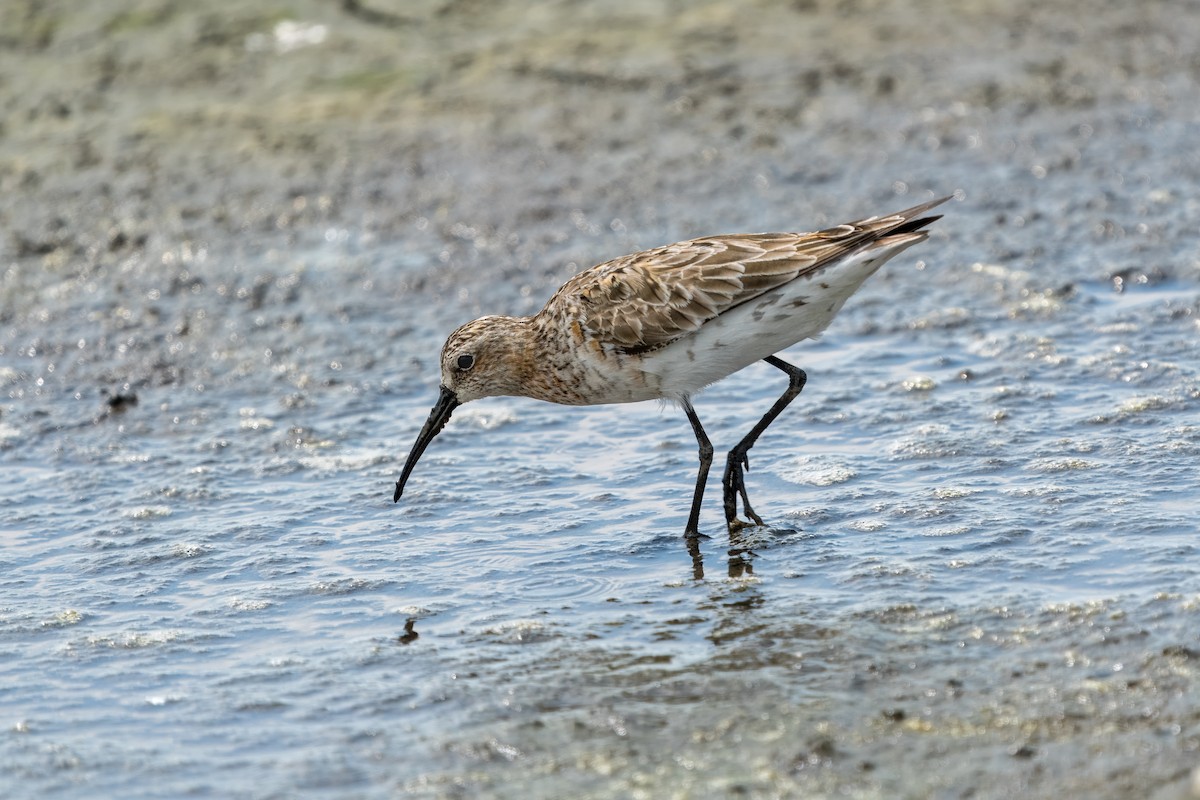 Curlew Sandpiper - Eric Stone