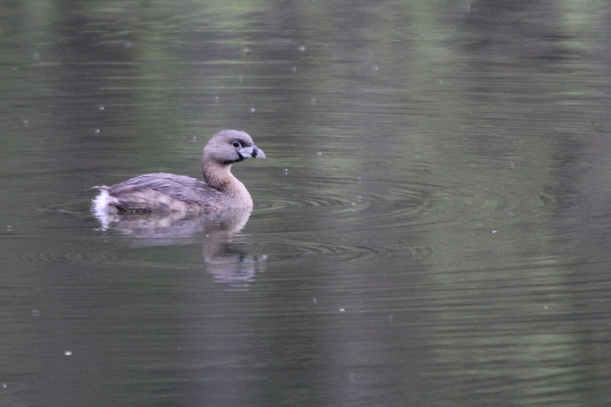 Pied-billed Grebe - ML618635284