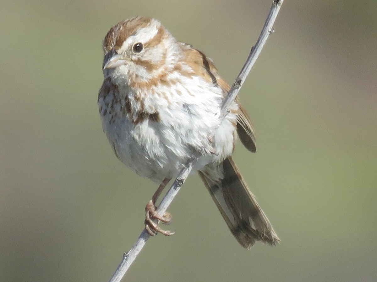 Song Sparrow (fallax Group) - ML618635289