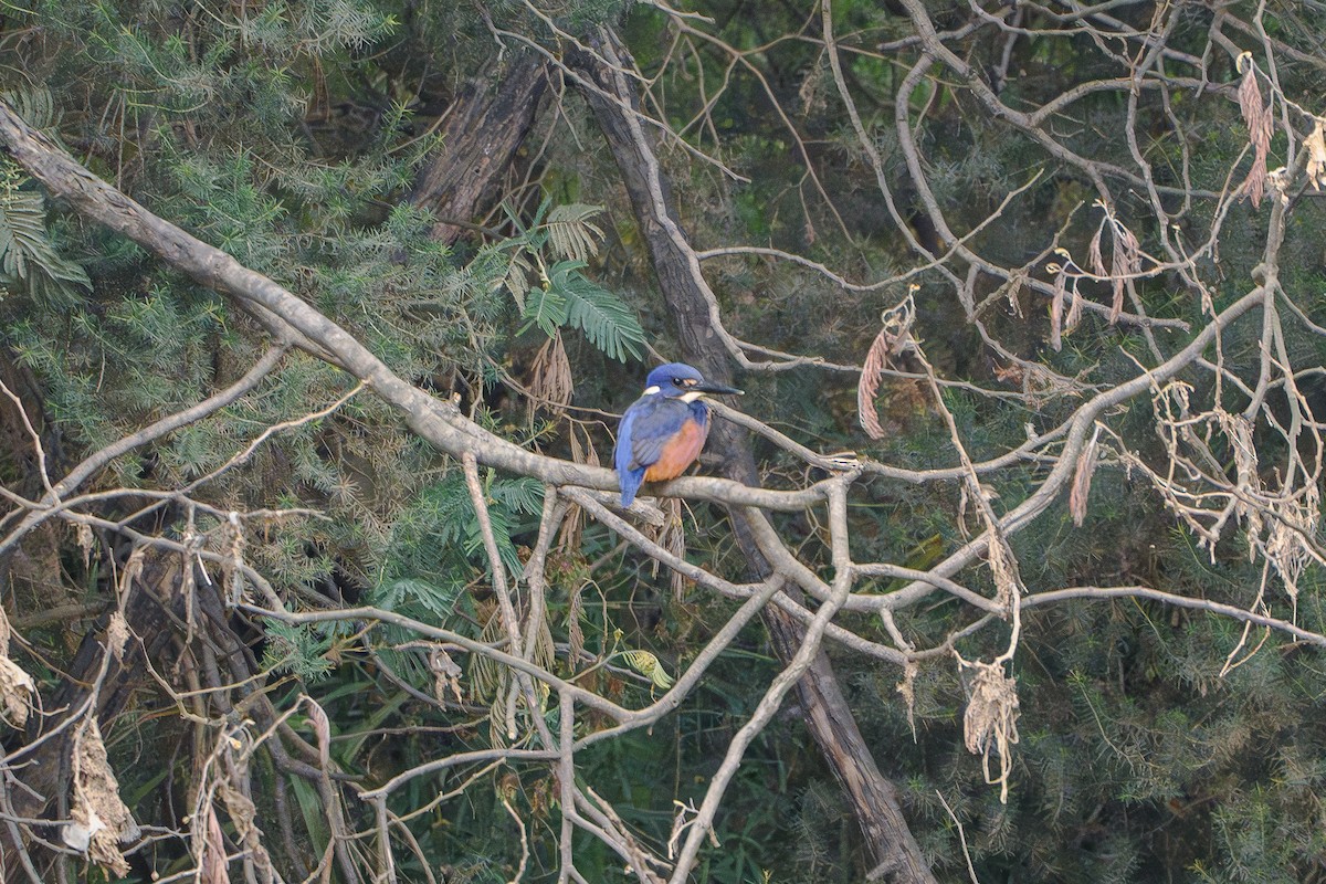 Azure Kingfisher - ML618635298