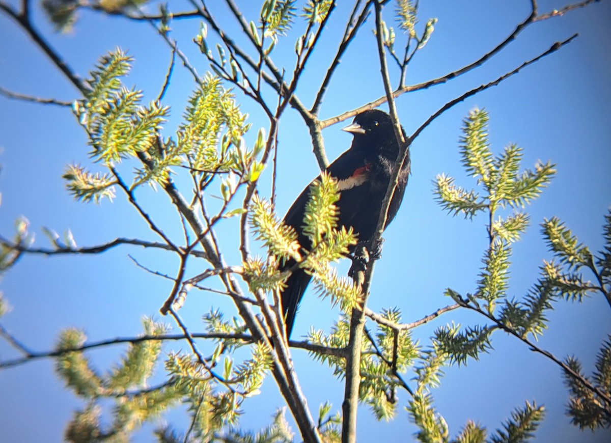 Red-winged Blackbird - ML618635340