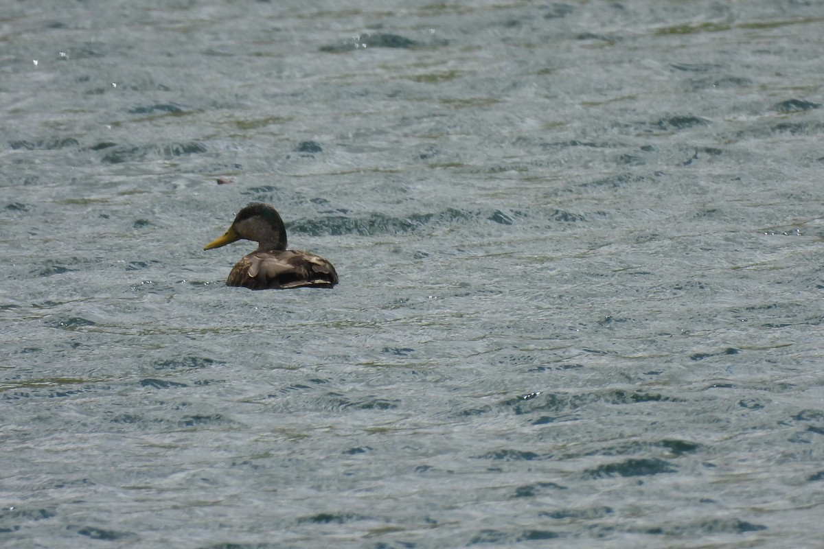 Mallard x Mexican Duck (hybrid) - Bret Elgersma