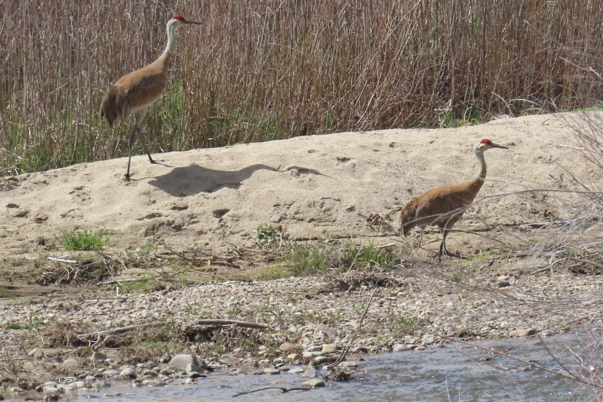 Sandhill Crane - Del Nelson