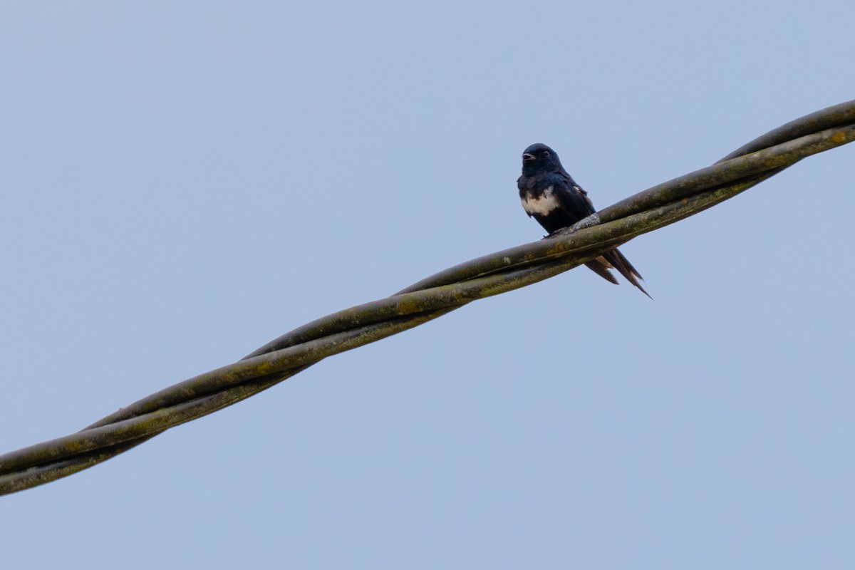 White-banded Swallow - Susan Brickner-Wren