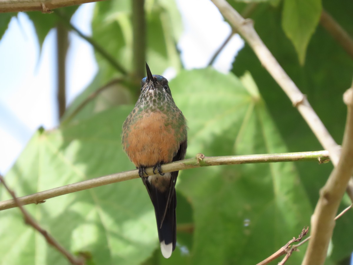 Long-tailed Sylph - Cristian Cufiño