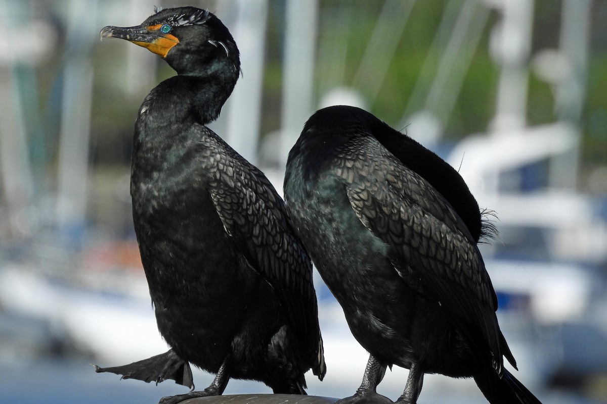 Double-crested Cormorant - ML618635397