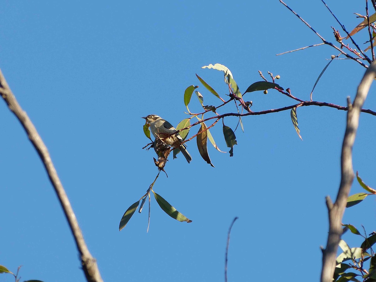Brown-headed Honeyeater - ML61863541