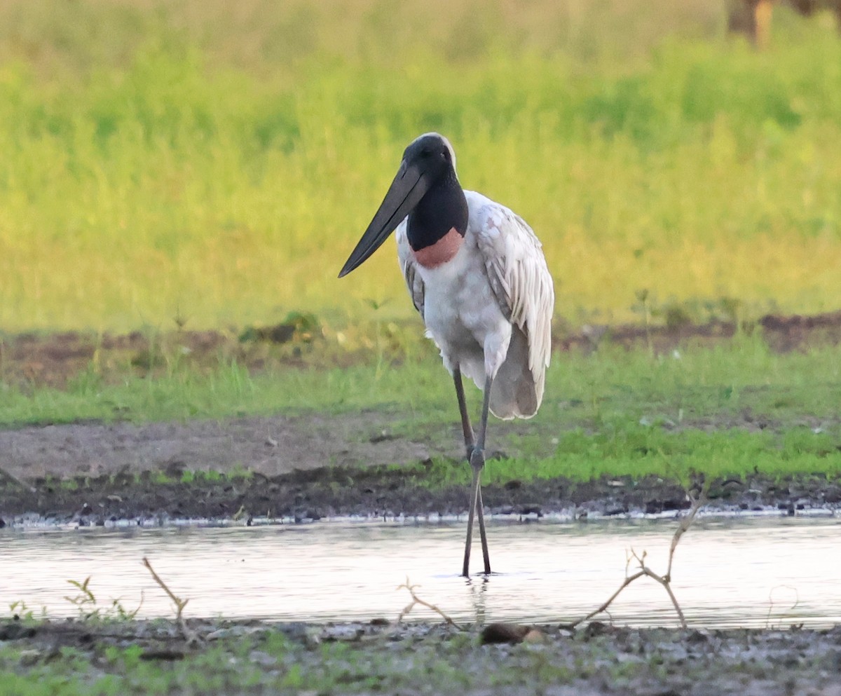 čáp jabiru - ML618635424