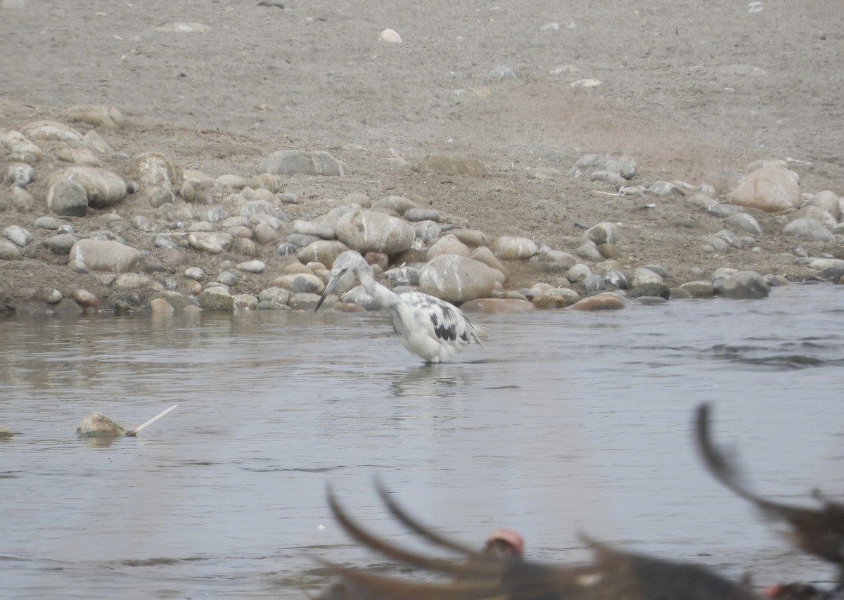 Little Blue Heron - ML618635453