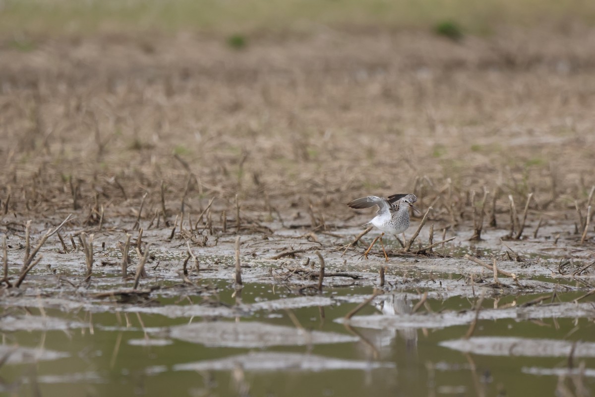 Lesser Yellowlegs - Sabrina Jacob