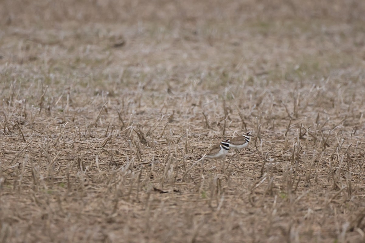 Killdeer - Sabrina Jacob