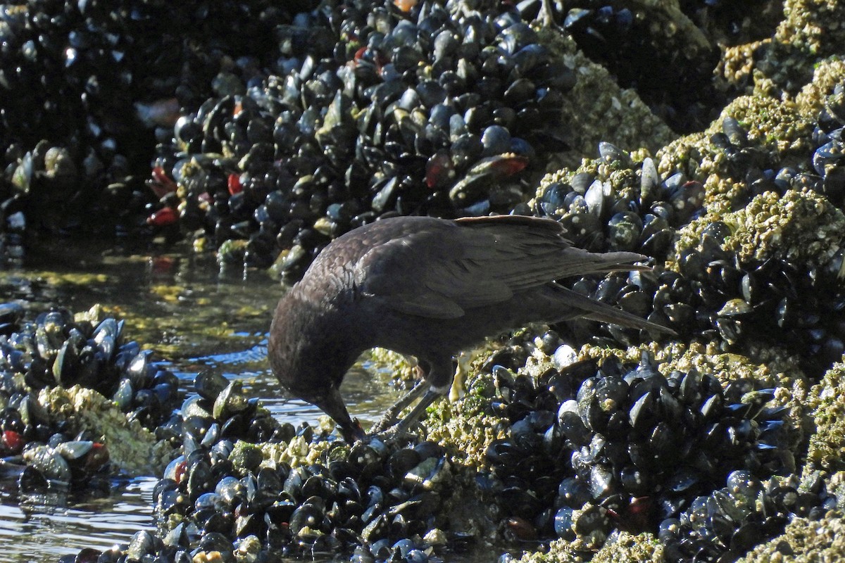 American Crow - ML618635526