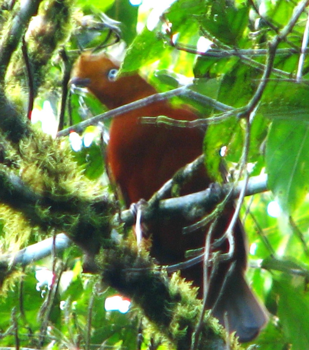 Andean Cock-of-the-rock - ML618635576