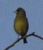 European Greenfinch - ML618635579