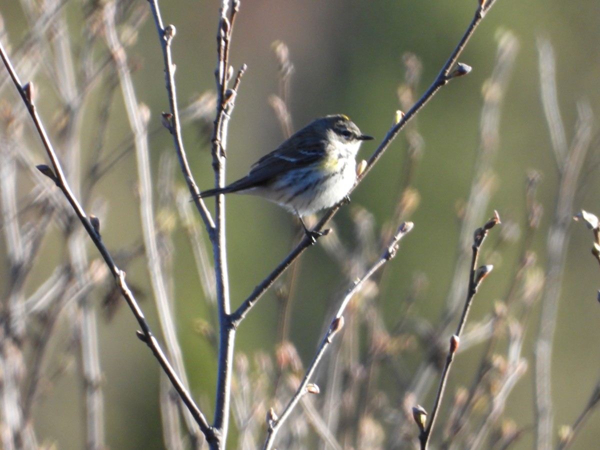 Yellow-rumped Warbler - ML618635581