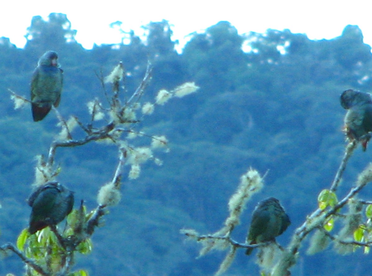 Red-billed Parrot - ML618635590