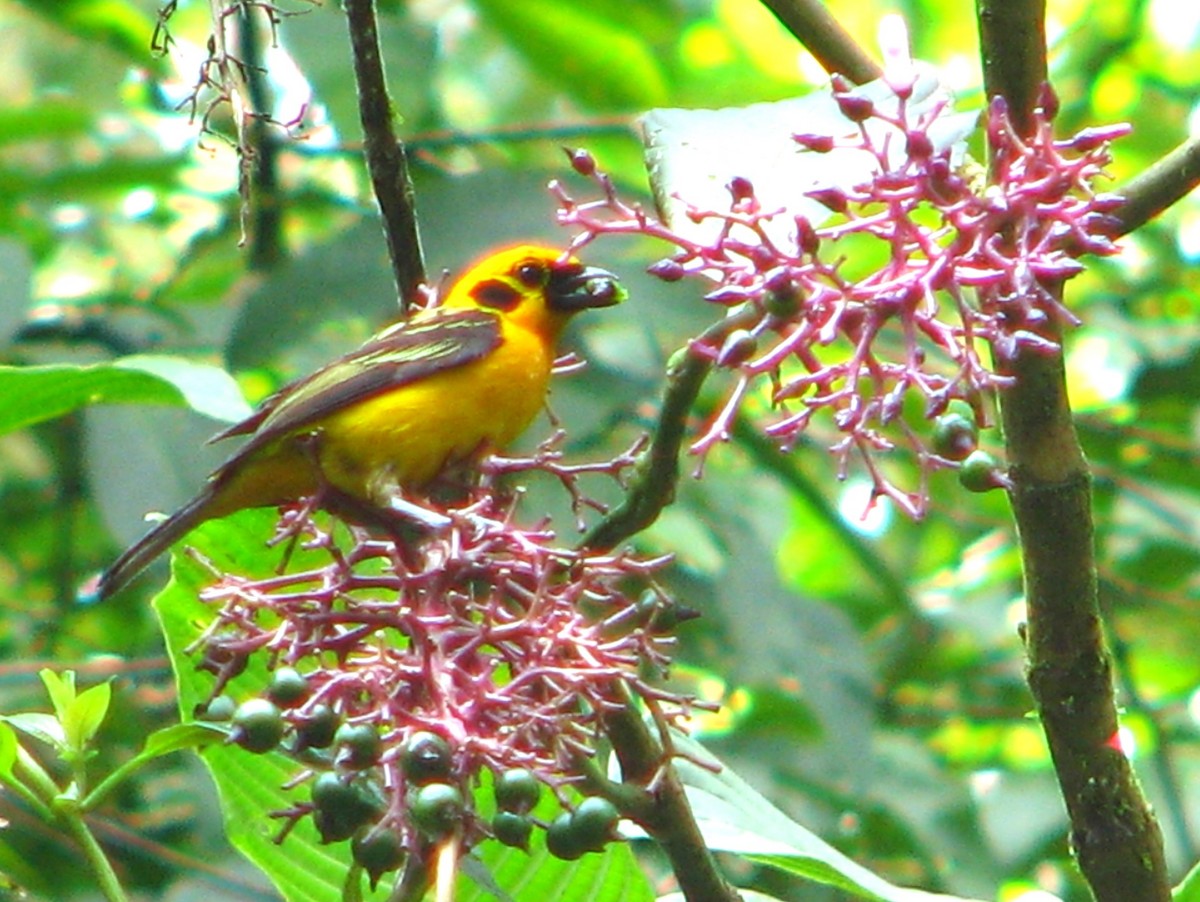 Golden Tanager - ML618635608