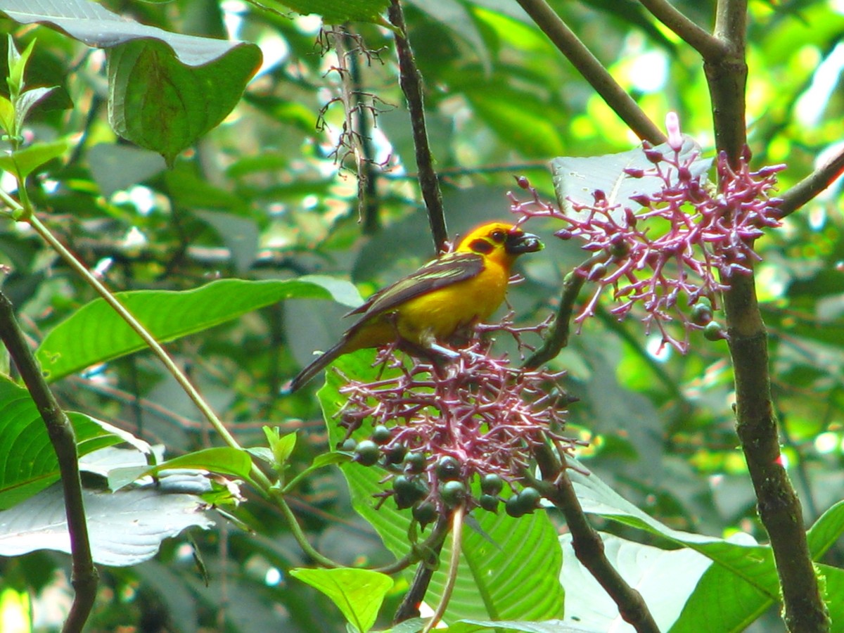 Golden Tanager - ML618635609