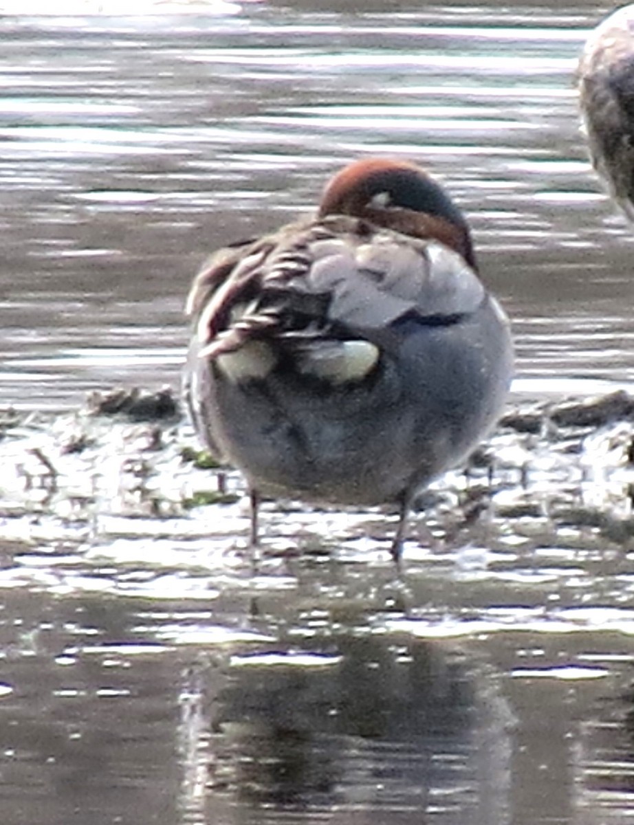 Green-winged Teal - ML618635611