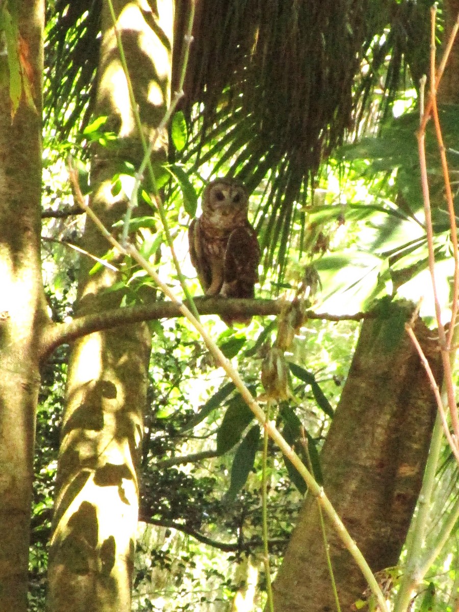 Barred Owl - ML618635629